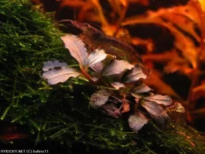 bucephalandra sp. barevné | © bahno71