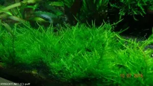 loděnka 'Spiky moss' | © puff