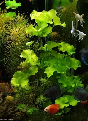 plavín hydrophylla 'Taiwan' | © vaclav