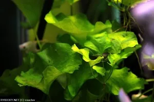 plavín hydrophylla 'Taiwan' | © vaclav