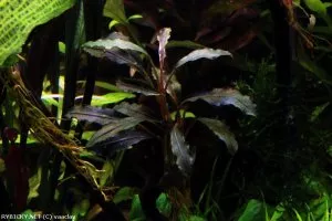 bucephalandra sp. barevné | © vaclav