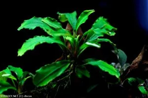 bucephalandra sp. zelené | © discus