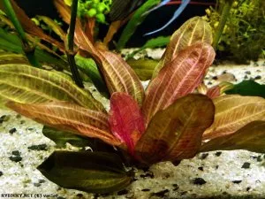 Echinodorus 'Hadi Red Pearl Variegated'  | vaclav