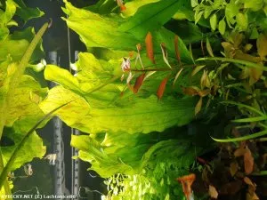 Echinodorus 'Ozelot Green'  | Lachtanice86