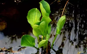 Alisma parviflora  | vaclav