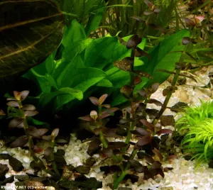 bakuma salzmannii 'Purple' bakuma salzmannii 'Purple'