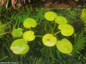 voďankovec výběžkatý | © Johan