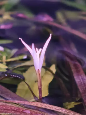 blyxa japonská | &copy; amrtin