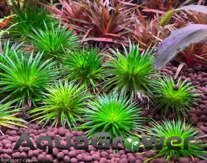 eriocaulon sp. 'Ratnagiricum' | &copy; Kanes