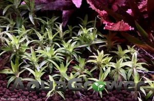 Syngonanthus caulescens sp. Vichada | Kanes