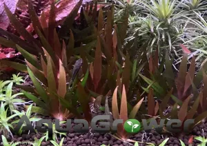 Xyris (mečovka) sp. 'Red' | &copy; Kanes