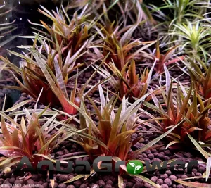 eriocaulon pětiúhelníkový | &copy; Kanes