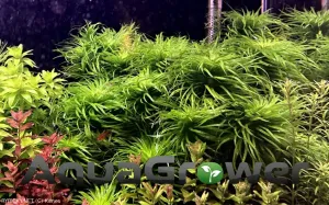 Syngonanthus sp. 'Lago Grande'  | Kanes