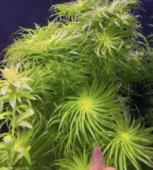 zejkovec sp. 'Lago Grande' | &copy; Lennys