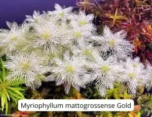 Myriophyllum Mattogrossense 'Golden' | Lennys