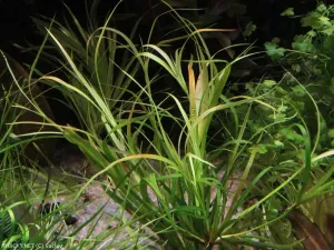 sítina plazivá | &copy; vaclav