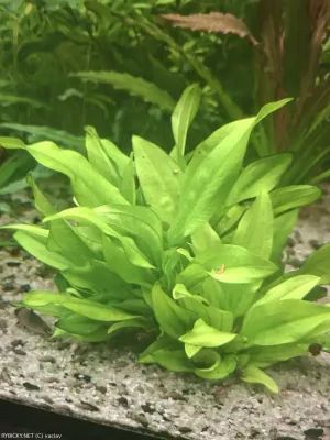 Šípatkovec srdcolistý 'Mini' | &copy; vaclav