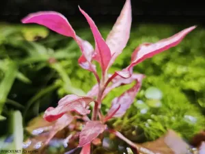 plevuňka Reinekova | &copy; amrtin