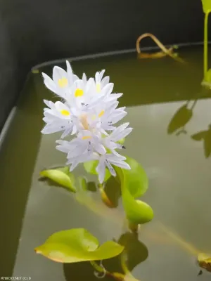 Pontederia