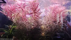 Limnophila hippuridoides  | amrtin