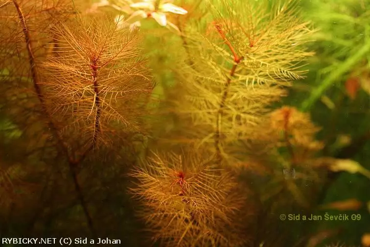 Myriophyllum tuberculatum  | © Sid a Johan