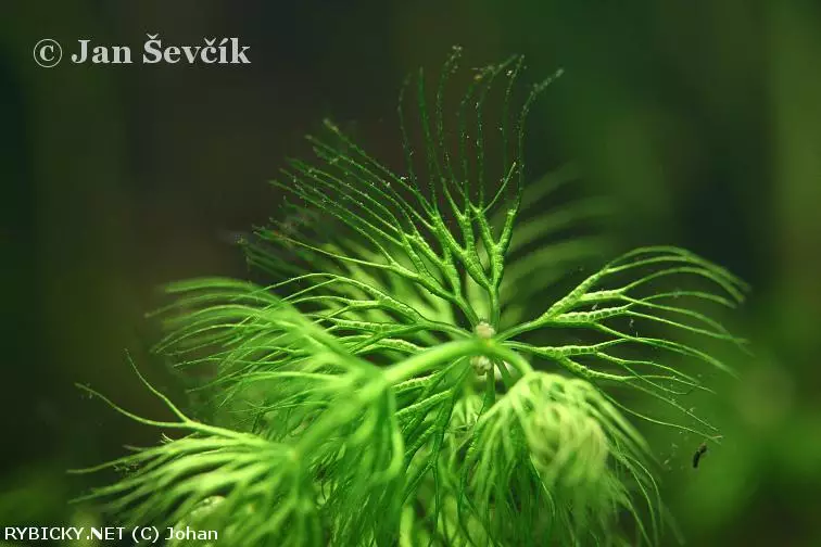 Ceratophyllum submersum  | © Johan