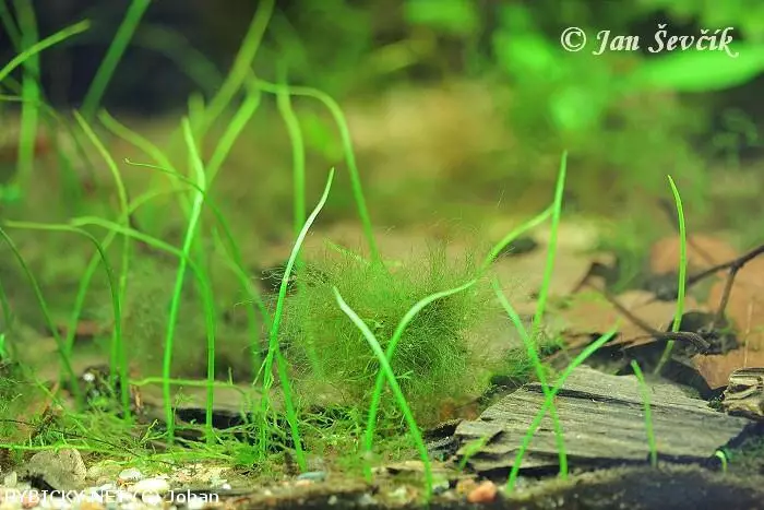 Lilaeopsis mauritiana  | © Johan