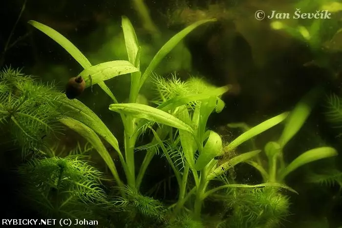 Myosotis palustris  | © Johan