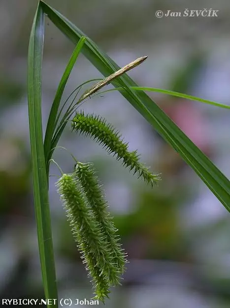 Carex pseudocyperus  | © Johan