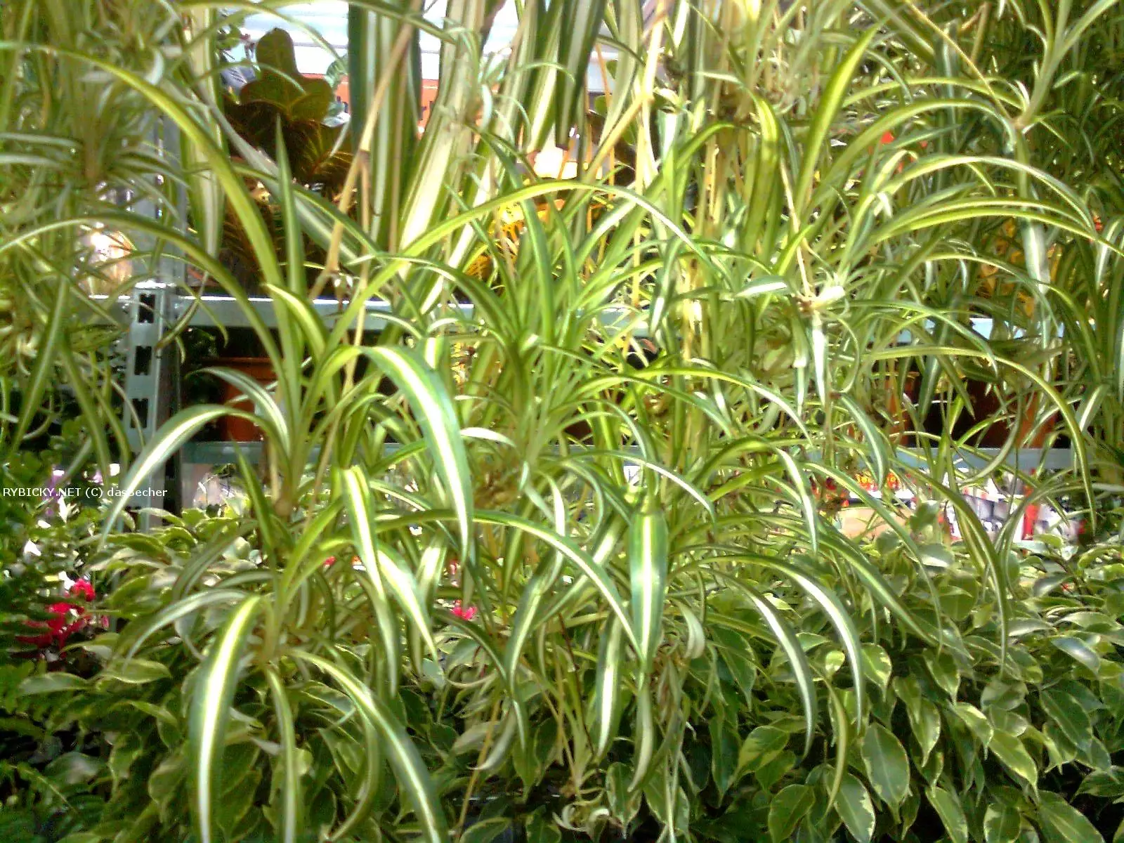 Chlorophytum bichetii  | © www.aqua-daho.cz