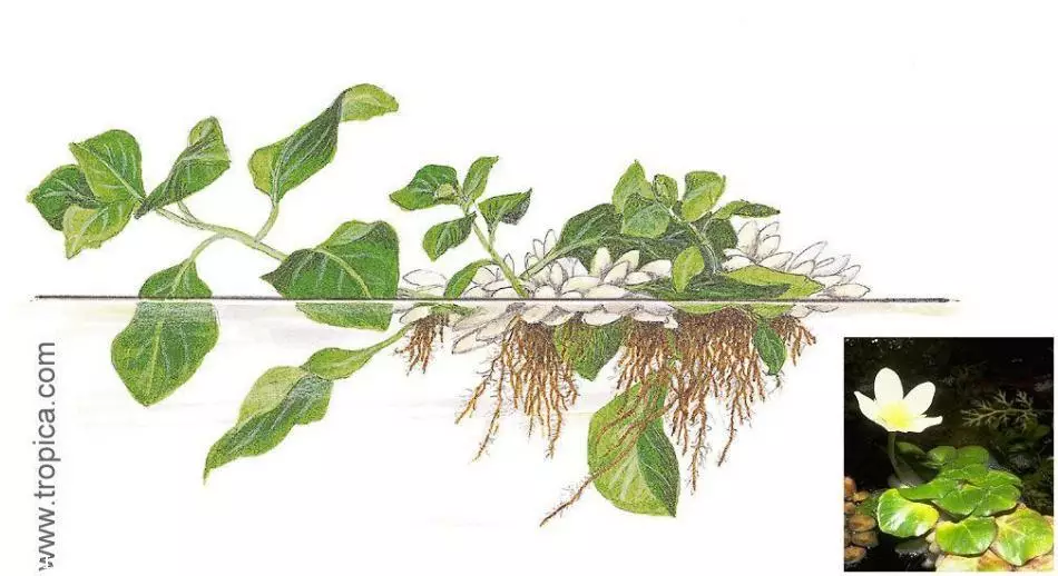 Ludwigia helminthorrhiza  | © 