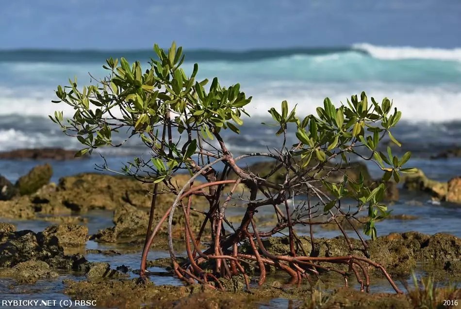 Rhizophora mangle  | © RBSC