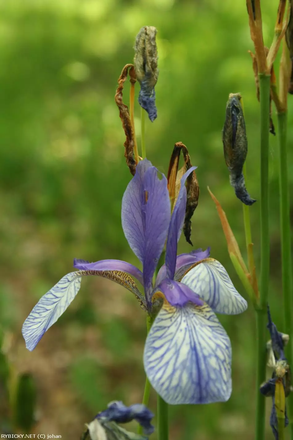 Iris sibirica  | © Mexxx