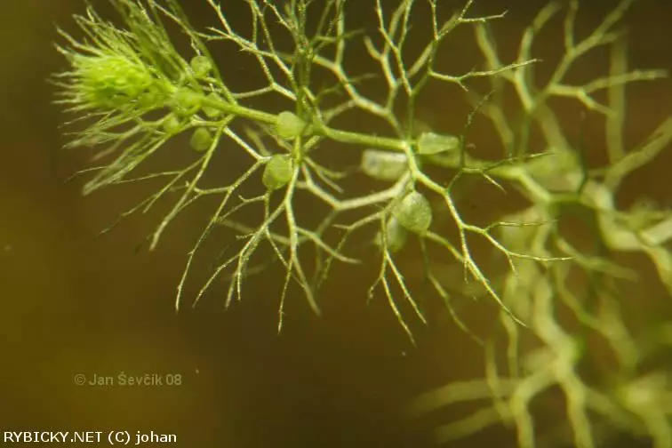 Utricularia australis  | © johan