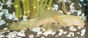 Krunýřovec sp. gold long fin | © alpaka