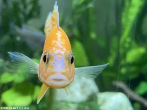 Tlamovec Aulonocara Fire fish | © drvi