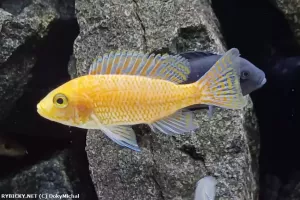 Tlamovec Aulonocara Fire fish | DokyMichal