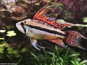 Cichlidka papouščí | © lypif