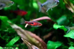 Razbora Espeho | © discus