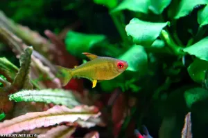 Tetra citrónová | © discus