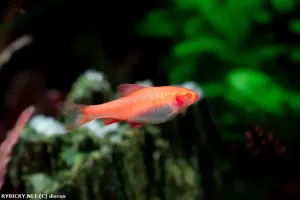 Parmička duhová | © discus