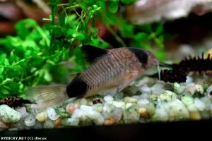 Pancéřníček panda | © discus