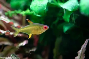 Tetra citrónová | © discus