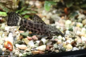 Pancéřníček kropenatý | © vlka