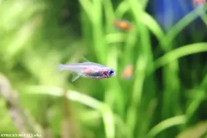 Neonka zlatá | © vlka