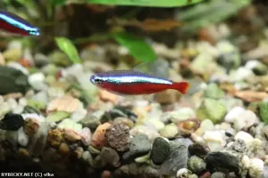 Neonka červená | © vlka