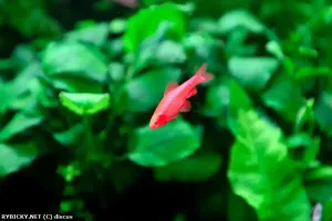 Parmička duhová | © discus