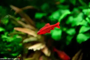 Parmička duhová | © discus