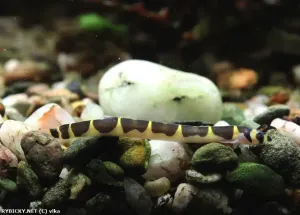 Sekavec příčnopásý | &copy; vlka