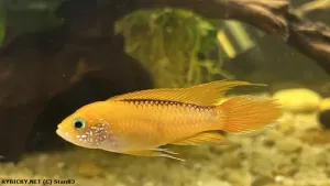 Cichlidka Agassizova | © Stan83